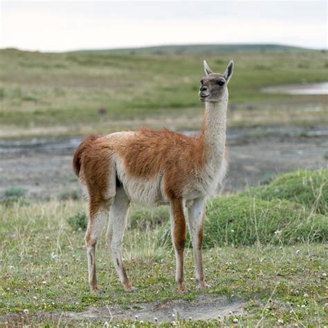 Premium Photo Guanaco Lama Guanicoe Torres Del Paine National Park