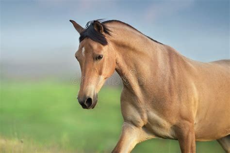 Buckskin Horse Close Up At Horse Hill Preserve Stock Photo Image Of