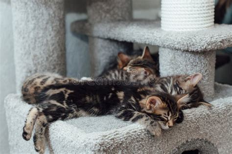 Gatinho Bengala Dormindo Numa Prateleira De Gatos Moles Uma Casa De