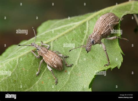 Fruit Tree Root Weevil Also Known As Apple Root Borer Is A Native