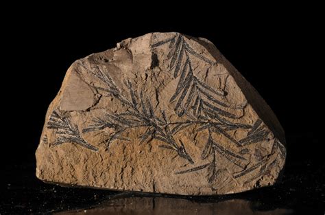 Taxodium Dubium Neogene Miocene Doly Bilina Czech Republic Fossil