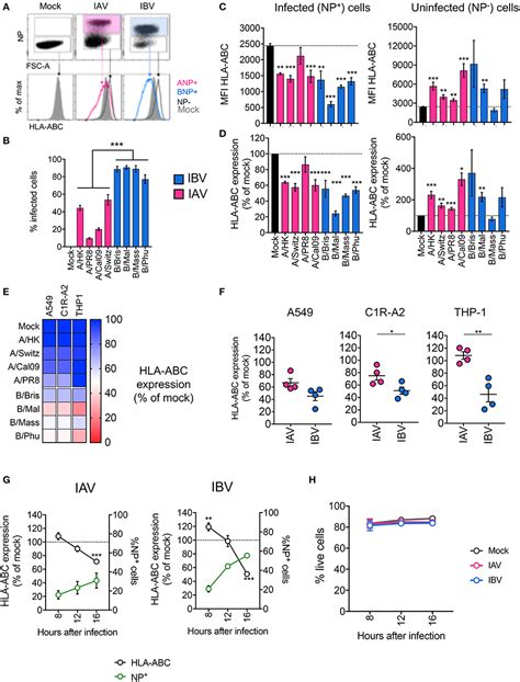 Frontiers Downregulation Of MHC Class I Expression By Influenza A And