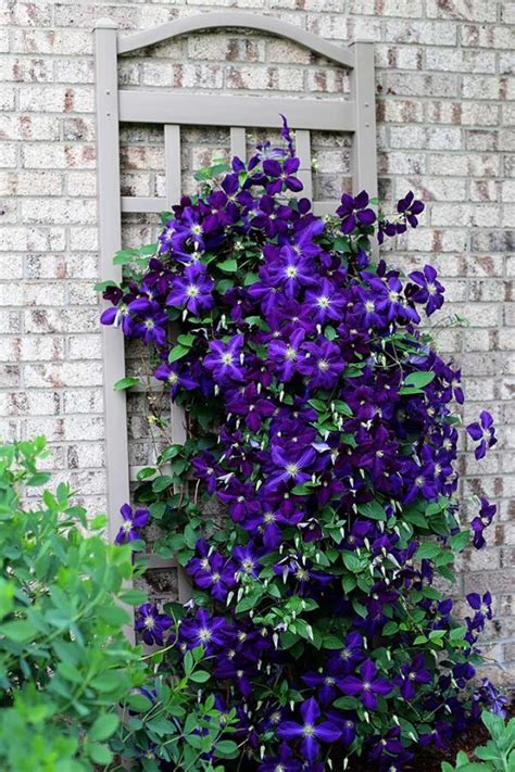 How To Grow Clematis From Seed