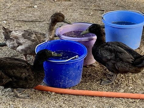 Raising Ducks What You Need To Know Rural Living Today