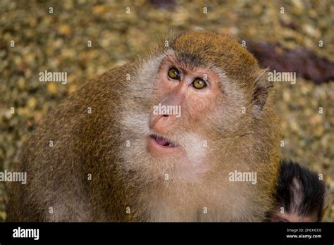 Long Tailed Macaque Monkey Temple Suwankuha Temple Monkey Buddha