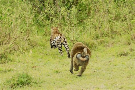 Leopard Interaction with different Baboon Species - Carnivora