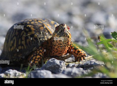 Eastern Box Turtle Hi Res Stock Photography And Images Alamy