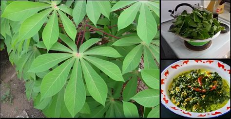 7 Incredible Benefits Of Cassava Leaves Everyone Should Know About