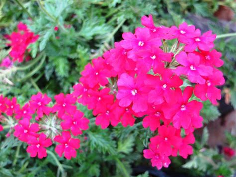 Verbena Peruviana Red Boething Treeland Farms