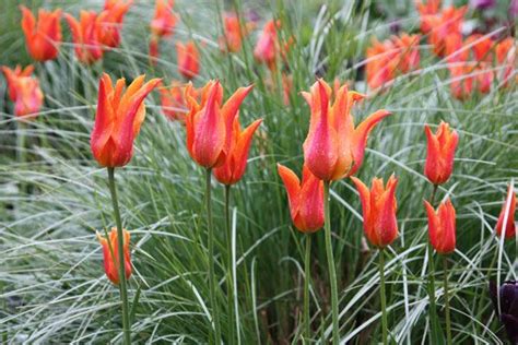 Tulipa Ballerina Lily Flowered Tulip Bulbs Tulip Bulbs Tulips