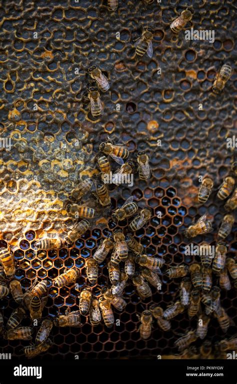 Honeycomb Shape Hi Res Stock Photography And Images Alamy