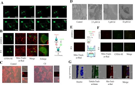 Alpha Mouse Liver 12 Aml12 Cells Atcc Bioz