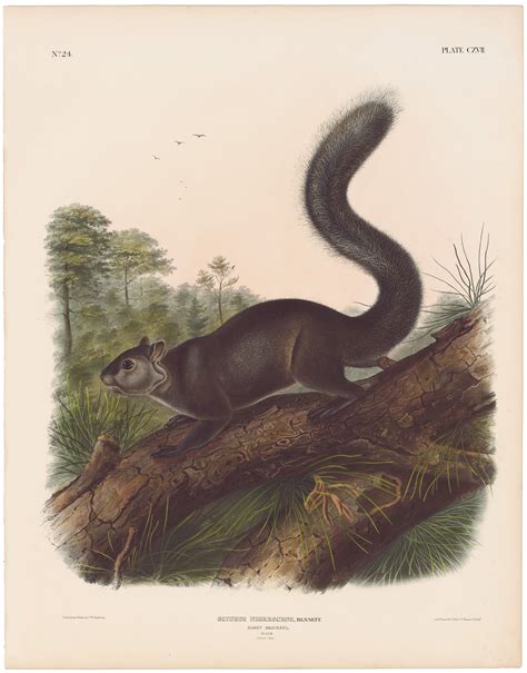 Audubon Bowen Ed Pl Dusky Squirrel Quadruped Imperial Bowen