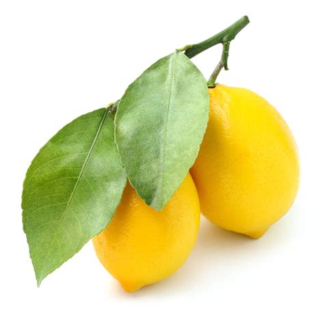 Lemon Leaf PE TGE Citrus Limon L Burm F