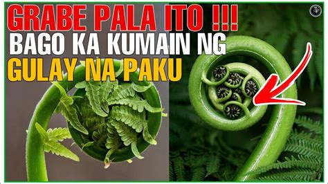 GRABE PALA ANG EPEKTO SA ATING KATAWAN NG GULAY NA PAKO O FERN BHES