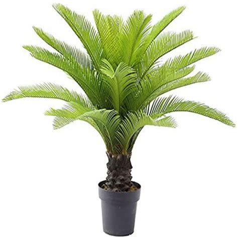 Cycas Revoluta Sago Palm Live Plant Flower Bulbs Set Of 2 Bulbs — Plantsmarket