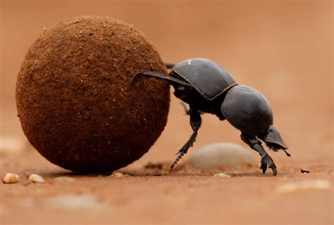 The Magnificent Flightless Dung Beetle Shamwari