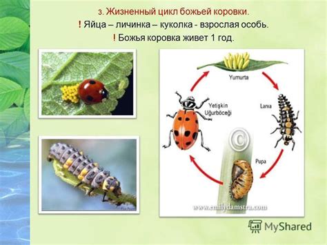 Как определить возраст божьей коровки: жизненный цикл