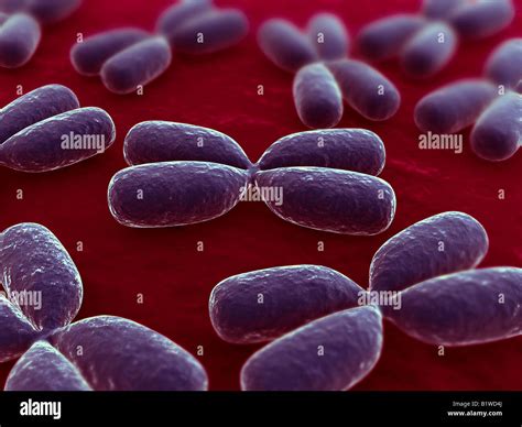 X Chromosomen Fotos Und Bildmaterial In Hoher Aufl Sung Alamy