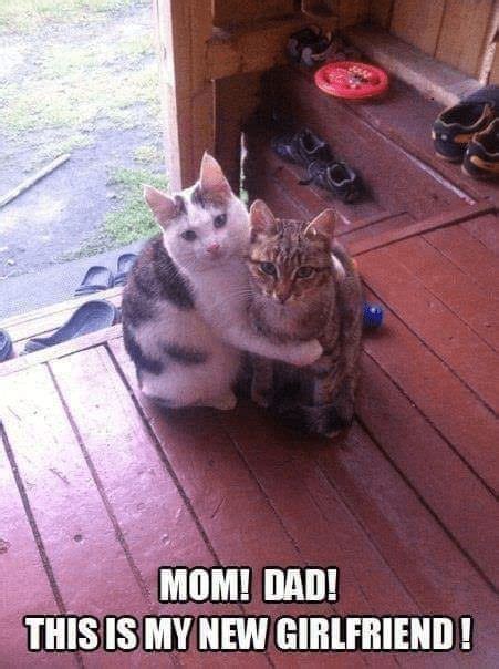 Mom Dad Cute Cats Kittens Funny Crazy Cats