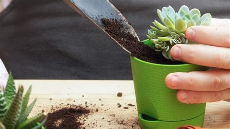 Como Cuidar De Suculentas Confira Dicas Para Plant Las Em Vasos Ou