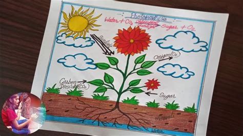 Photosynthesis Diagram Drawing /Photosynthesis Process Of Plants / Easy ...