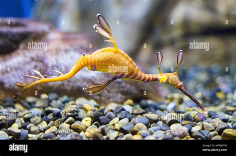 Closeup Of A Common Sea Dragon Phyllopteryx Taeniolatus Stock Photo