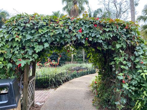 Red Passion Vine In Trellis Passionflower 10 Pot This Plant Does Not Fruit Free Shipping East