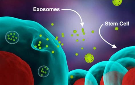 Exosome Therapy The Latest Big Thing In Skincare Medicalexpo E Magazine