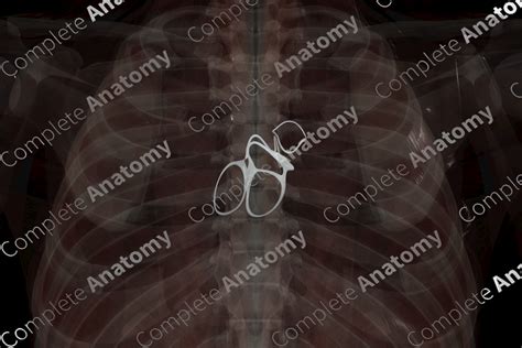 Fibrous Skeleton of Heart | Complete Anatomy