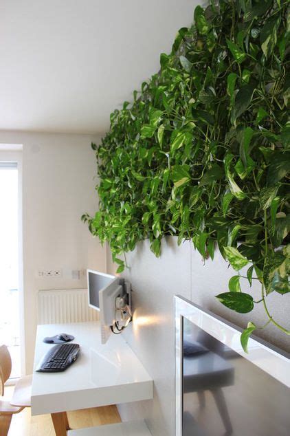 Golden Pothos Hydroponic Living Wall For Low Maintenance Indoor Garden