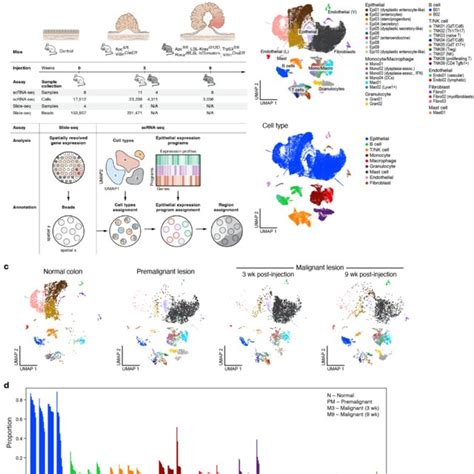 A Single Cell Atlas Of Healthy Colon And Dysplastic Lesions In Mouse