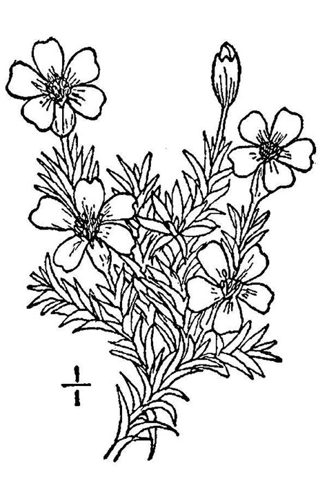 The Best Free Moss Drawing Images Download From 87 Free Drawings Of