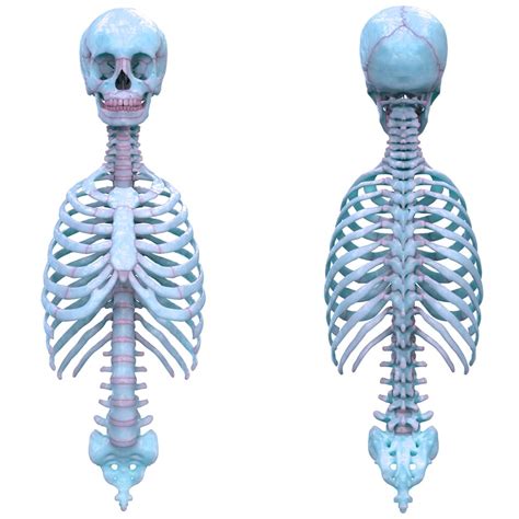 Axial Skeleton Anat Lab Practicum Diagram Quizlet