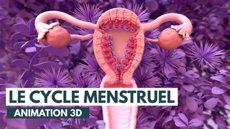 Les étapes du cycle menstruel Animation 3D YouTube