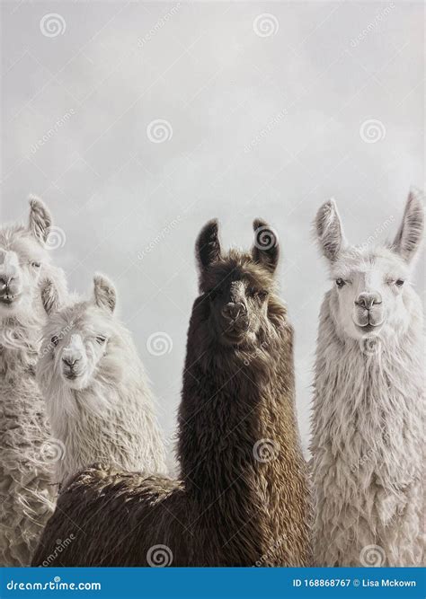 Llama Heard On A Llama Farm Stock Image Image Of Mamal Background