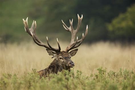 Ou Trouver Des Bois De Cerf