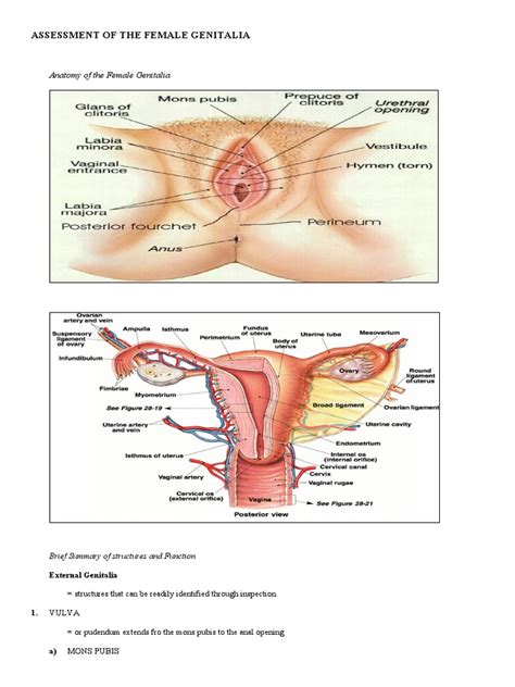 Assessment Of Female Genitalia 1 Pdf Labia Vagina