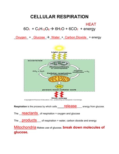 Respiration Notes Key