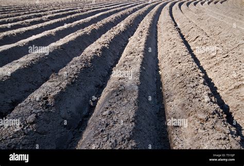 Pattern Of Curved Ridges And Furrows In A Humic Sandy Field Prepared