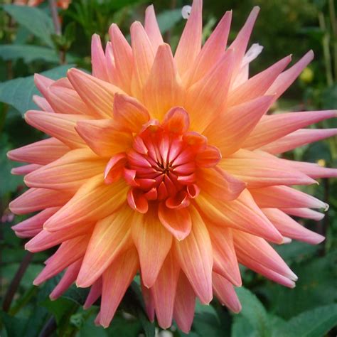 Peach Delight