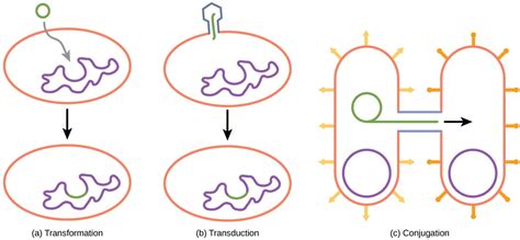 Reproduction Without Sex Asexual Reproduction The Biology Of Sex