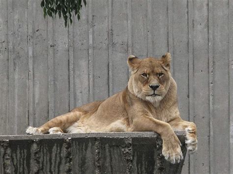 Female Barbary lion – Endangered Animals