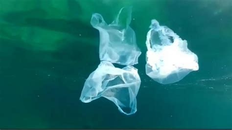 L Invasione Delle Microplastiche E I Rischi Per La Nostra Salute