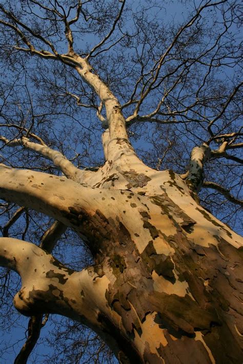 Naked Tree Roots Due To Soil Erosion Stock Photo Image Of Dark Tree