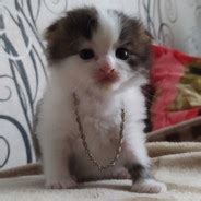 Steam Community :: sosalkino.ru