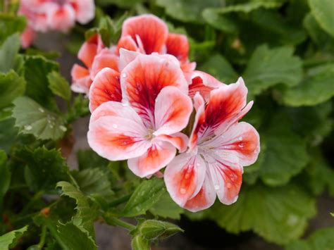 Tofarget Engelsk Pelargonium Obp Opplysningskontoret For Blomster