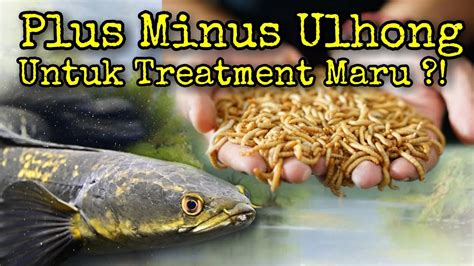 Mengulik Nutrisi Efek Ulat Hongkong Dalam Treatment Channa Maru Youtube