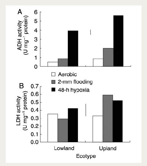 Activities Of Adh A And Ldh B In Roots Of C Rotundus Grown