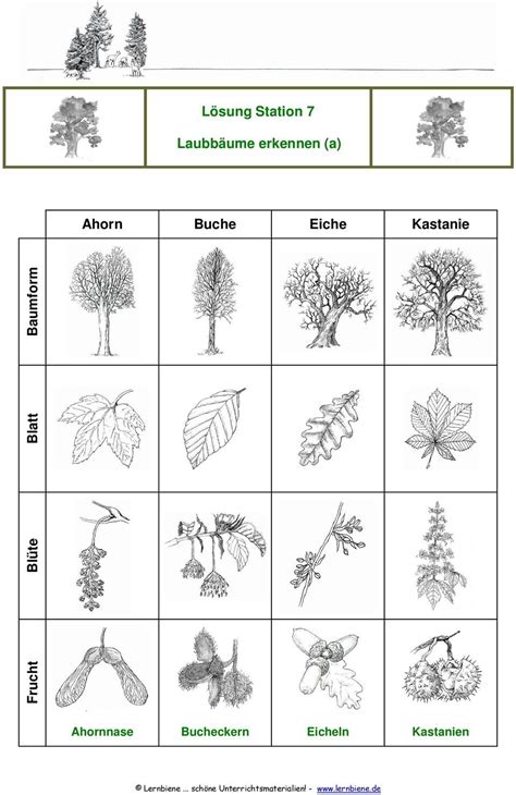 Teile Des Baumes Wald Grundschule B Ume Erkennen Arbeitsbl Tter